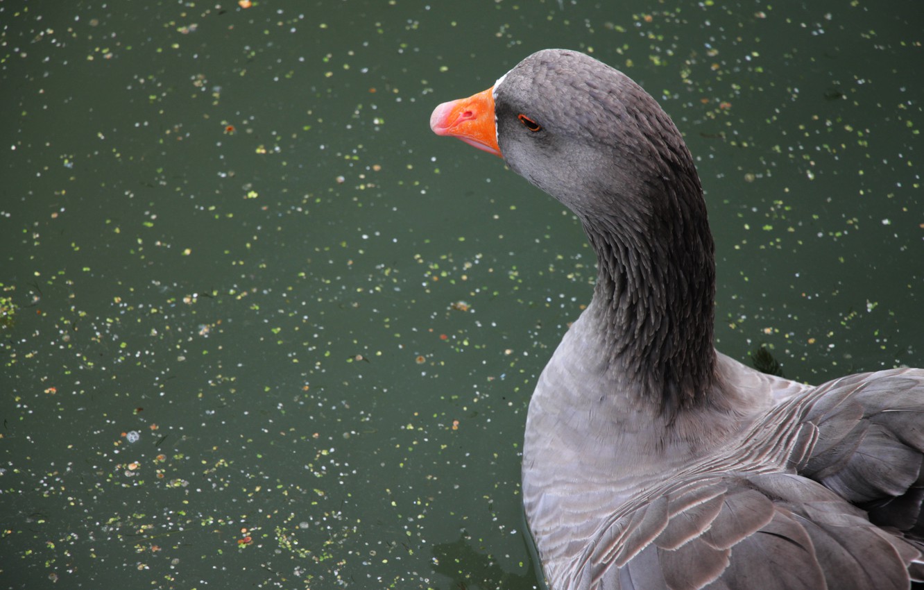 Photo Wallpaper Water, Pond, Bird, Beak, Pond, Goose, - Goose - HD Wallpaper 