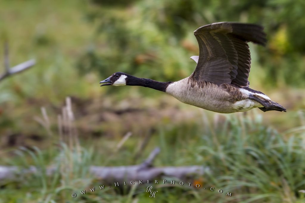 Photo Canada Goose Flying - Canada Goose - HD Wallpaper 