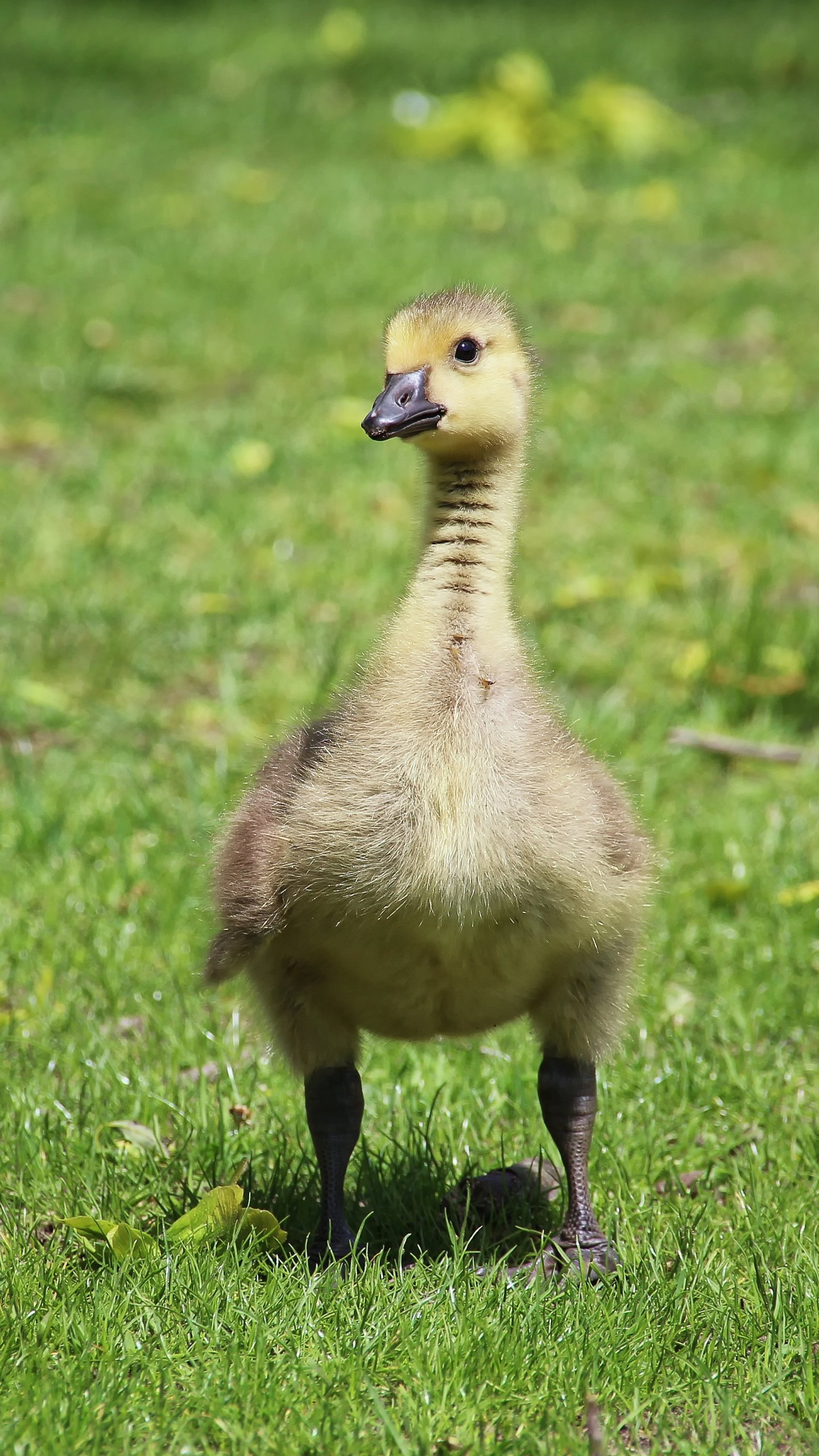 Cute Wallpaper For Samsung Tablet - HD Wallpaper 