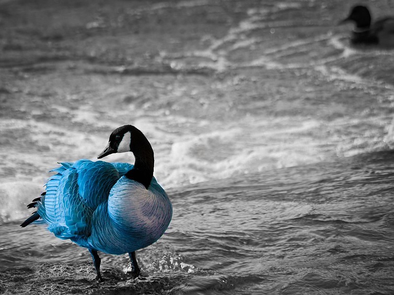 Blue Goose Wallpaper - Wallpaper - HD Wallpaper 