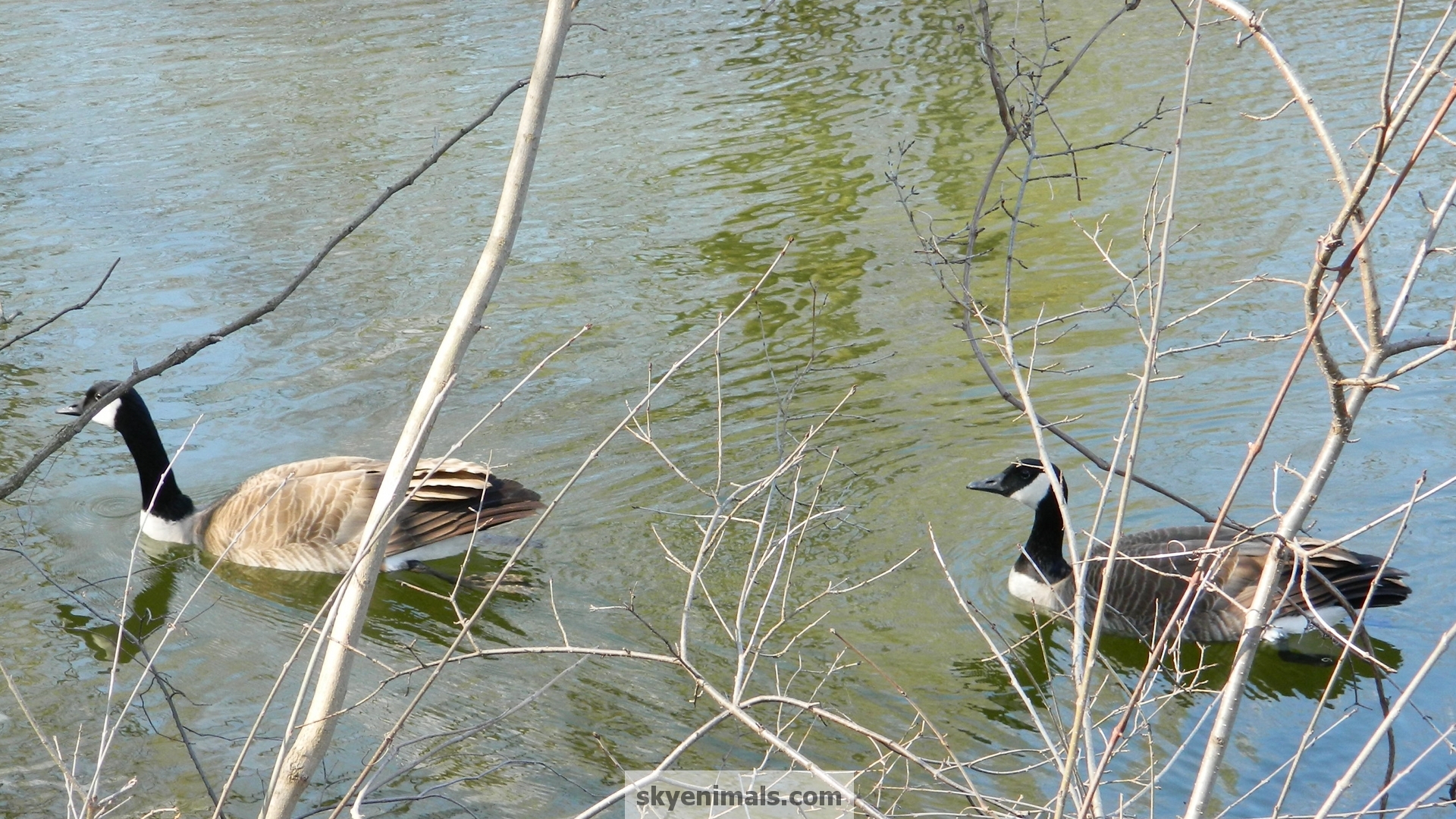 Canada Goose - HD Wallpaper 