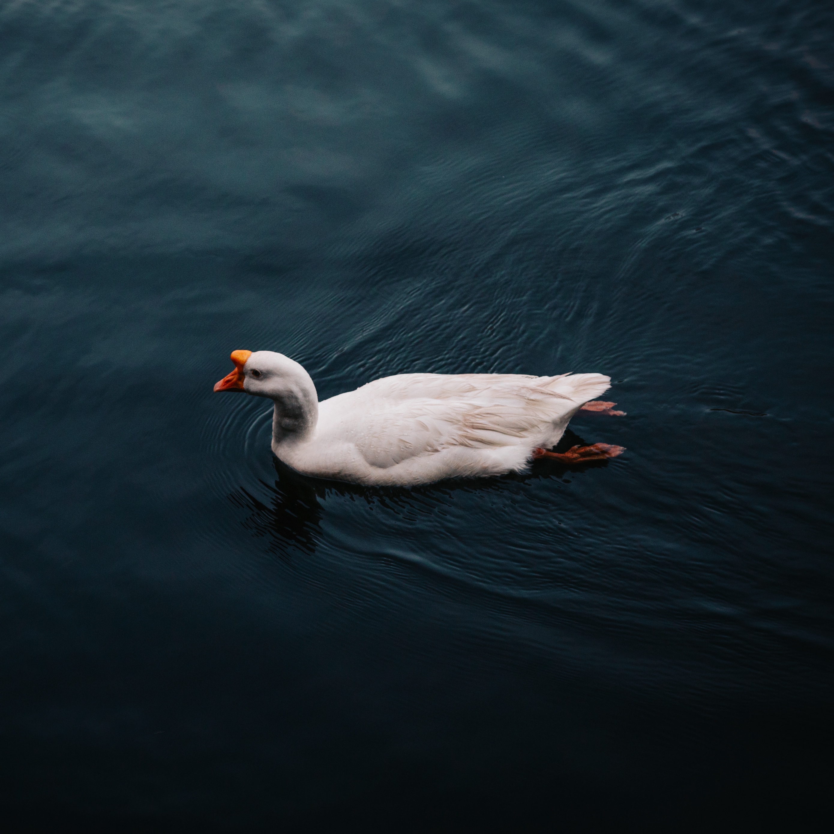 Wallpaper Goose, Bird, Swim - Goose - HD Wallpaper 