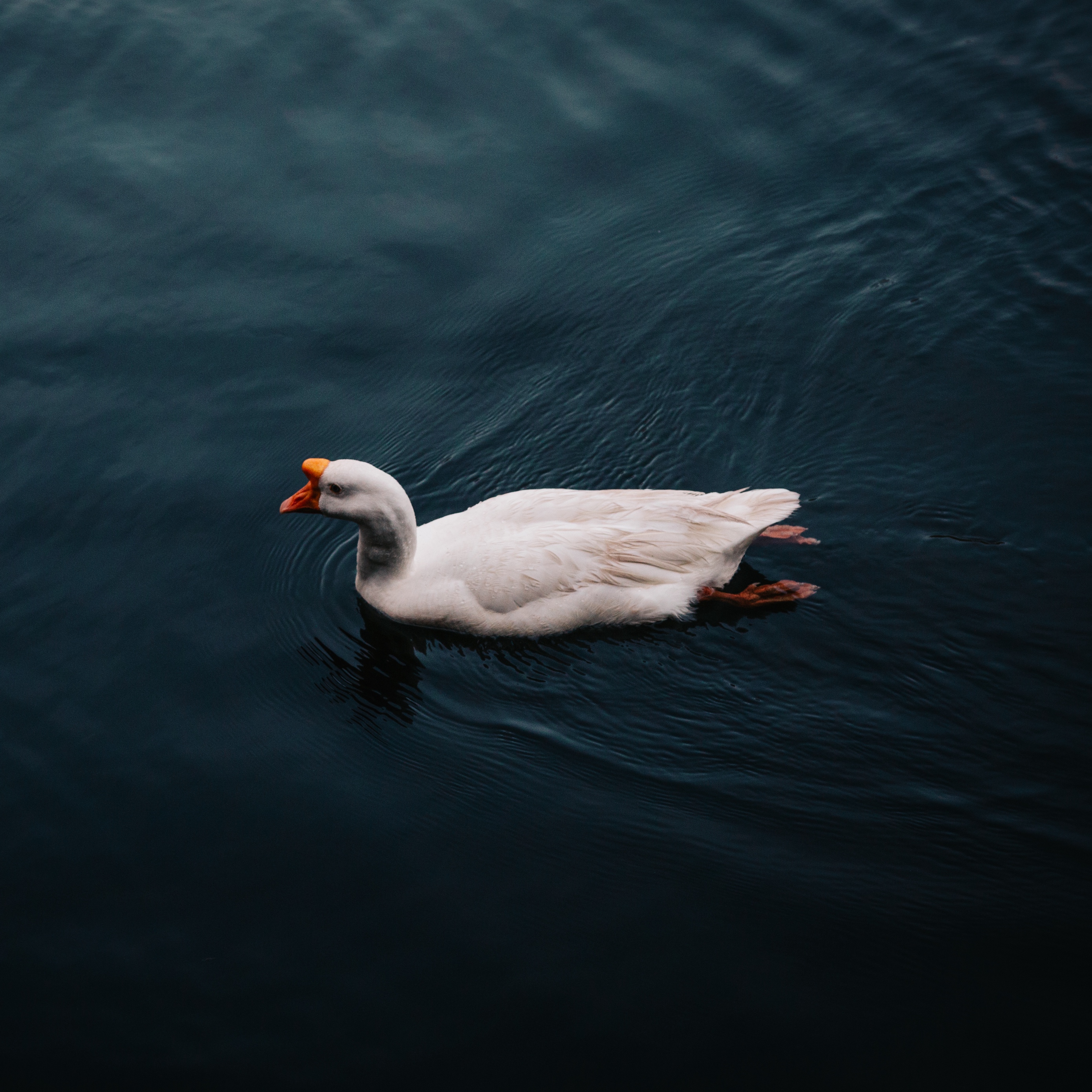 Wallpaper Goose, Bird, Swim - Goose - HD Wallpaper 