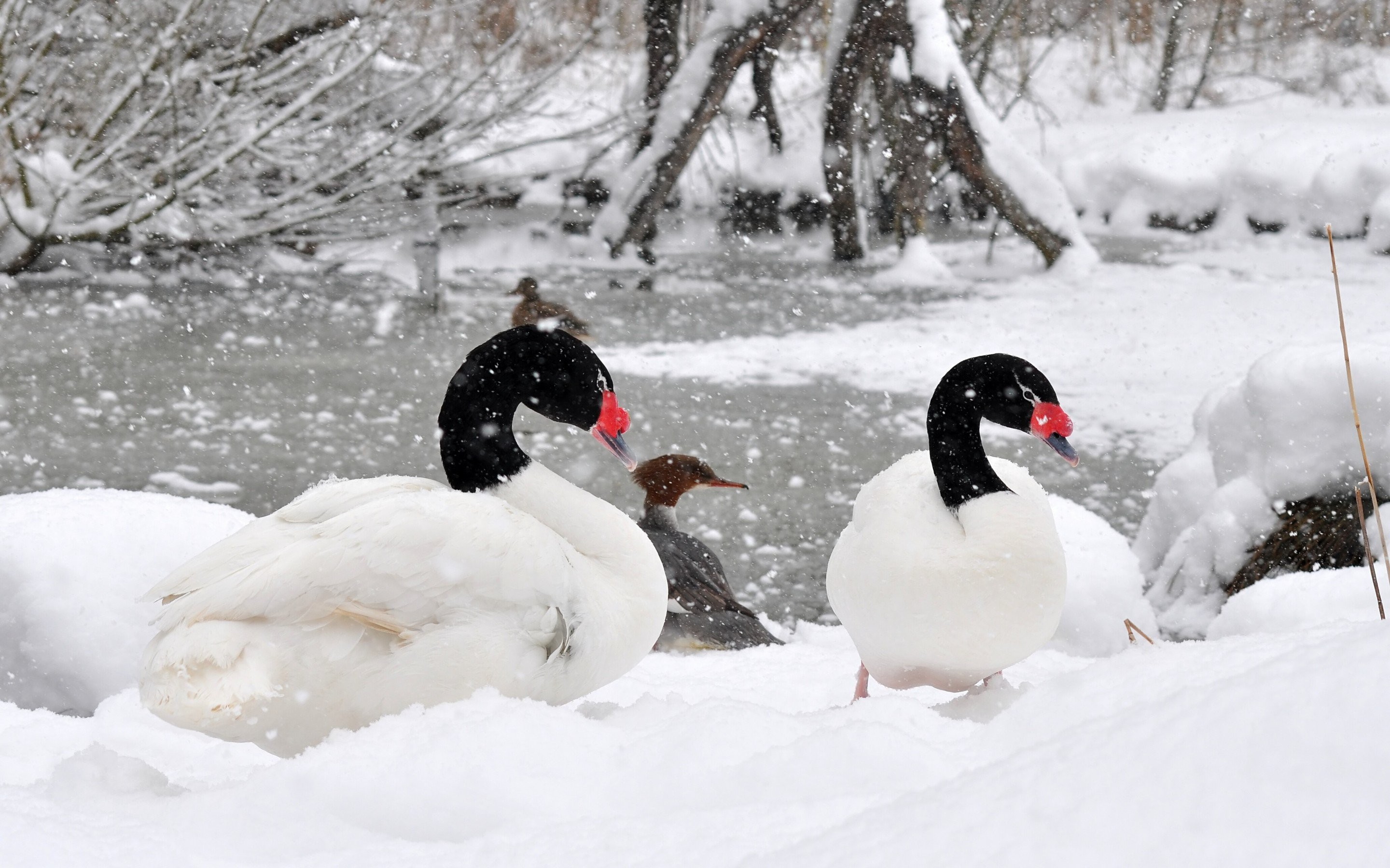 Beautiful Duck In Snow - HD Wallpaper 