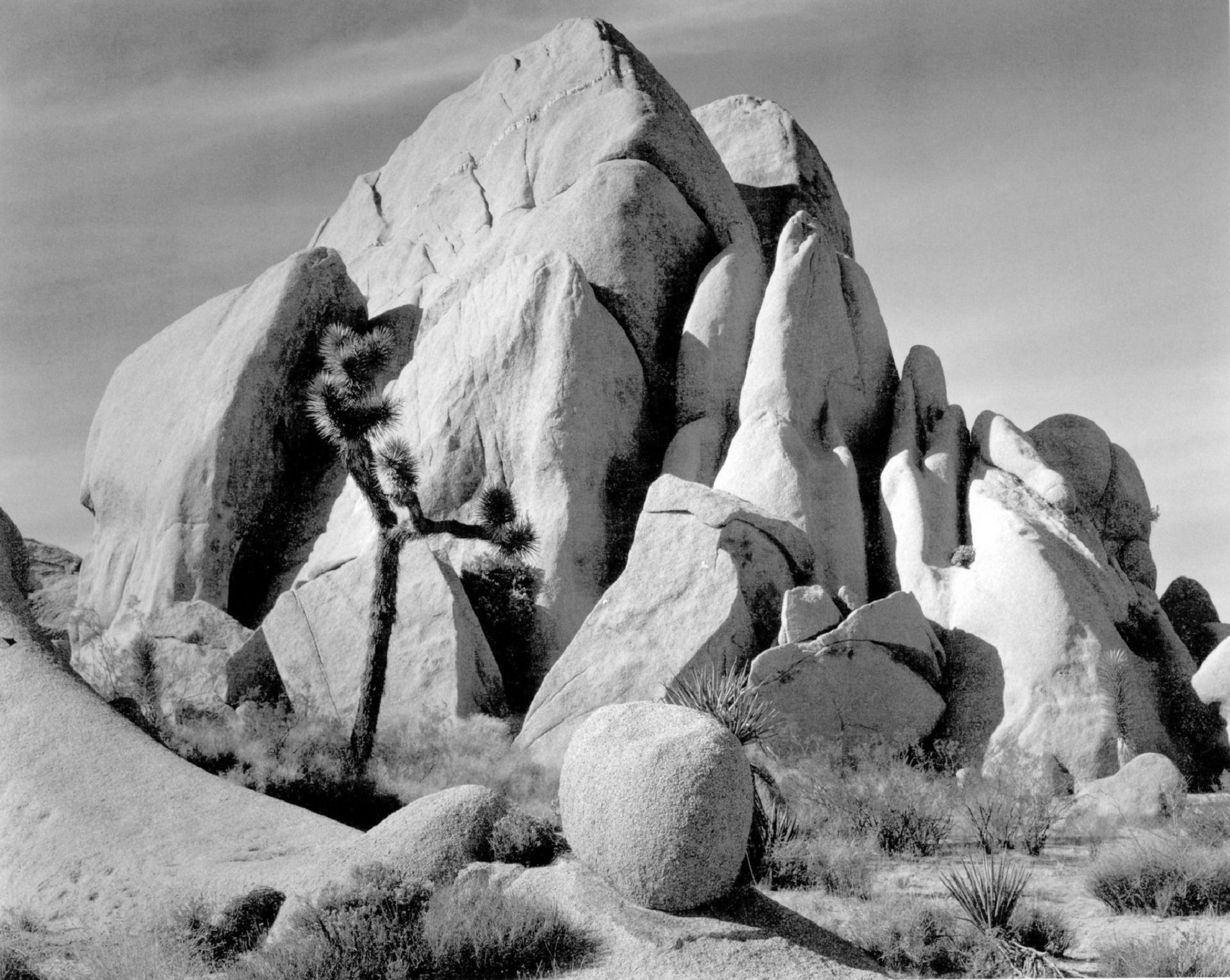 Ansel Adams Wallpapers Hd - Sfmoma Ansel Adams Joshua - HD Wallpaper 