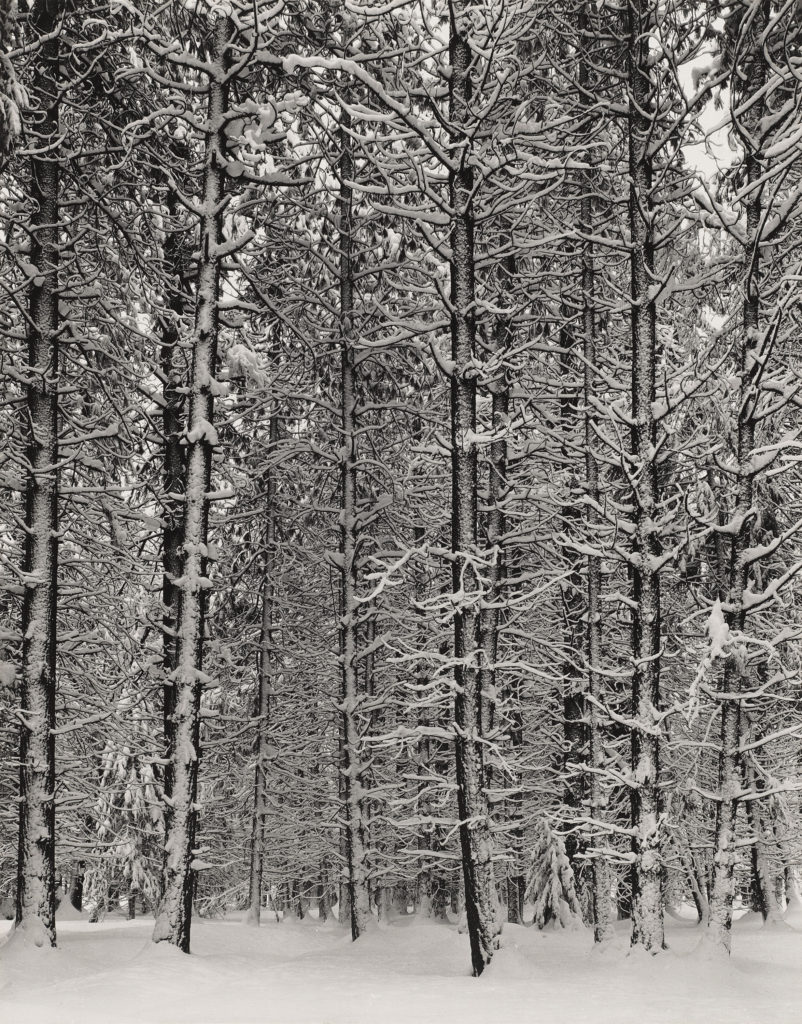 Ansel Adams Pine Forest In Snow - HD Wallpaper 
