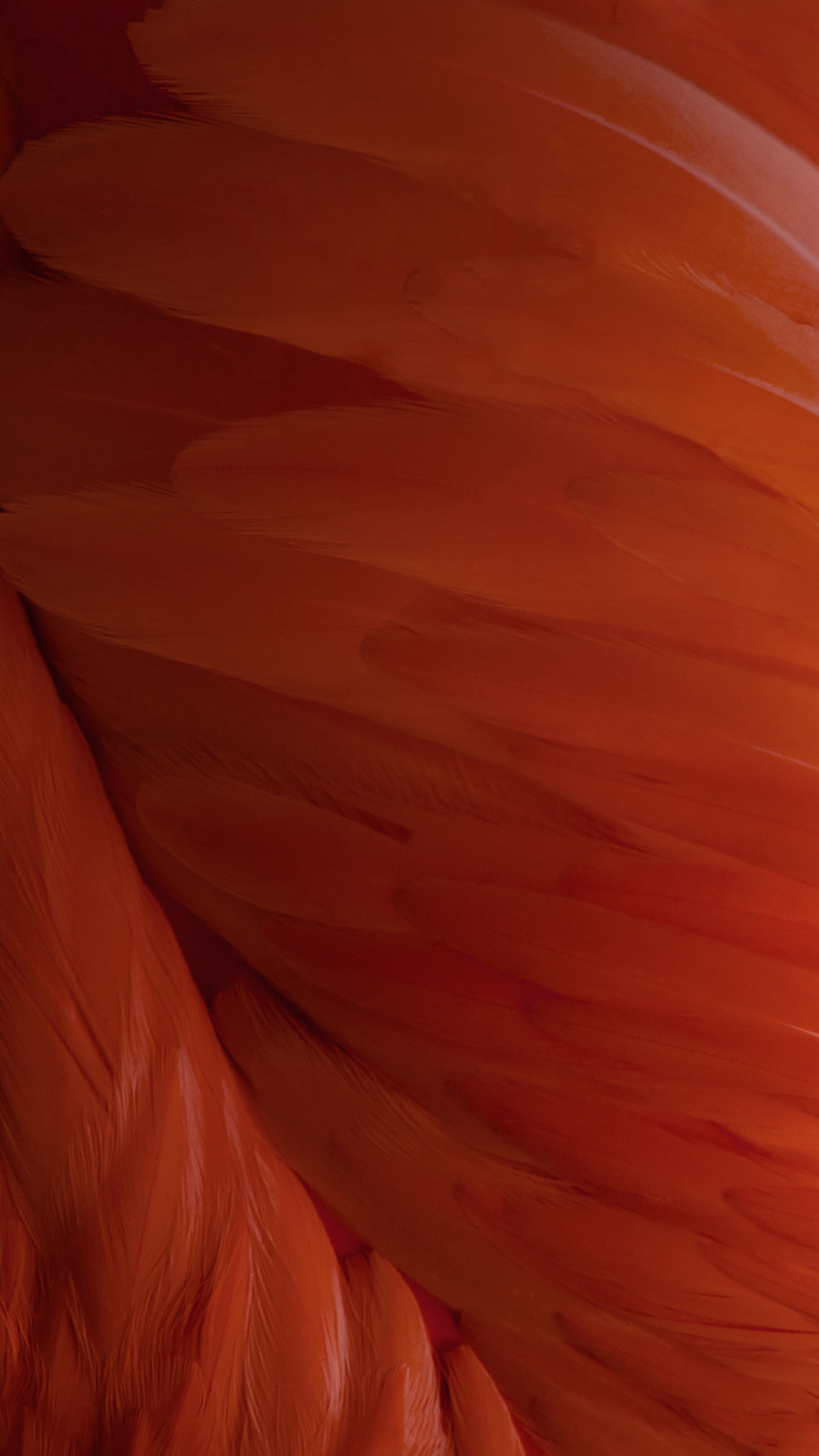 Ios 9 Wallpaper Feathers - HD Wallpaper 