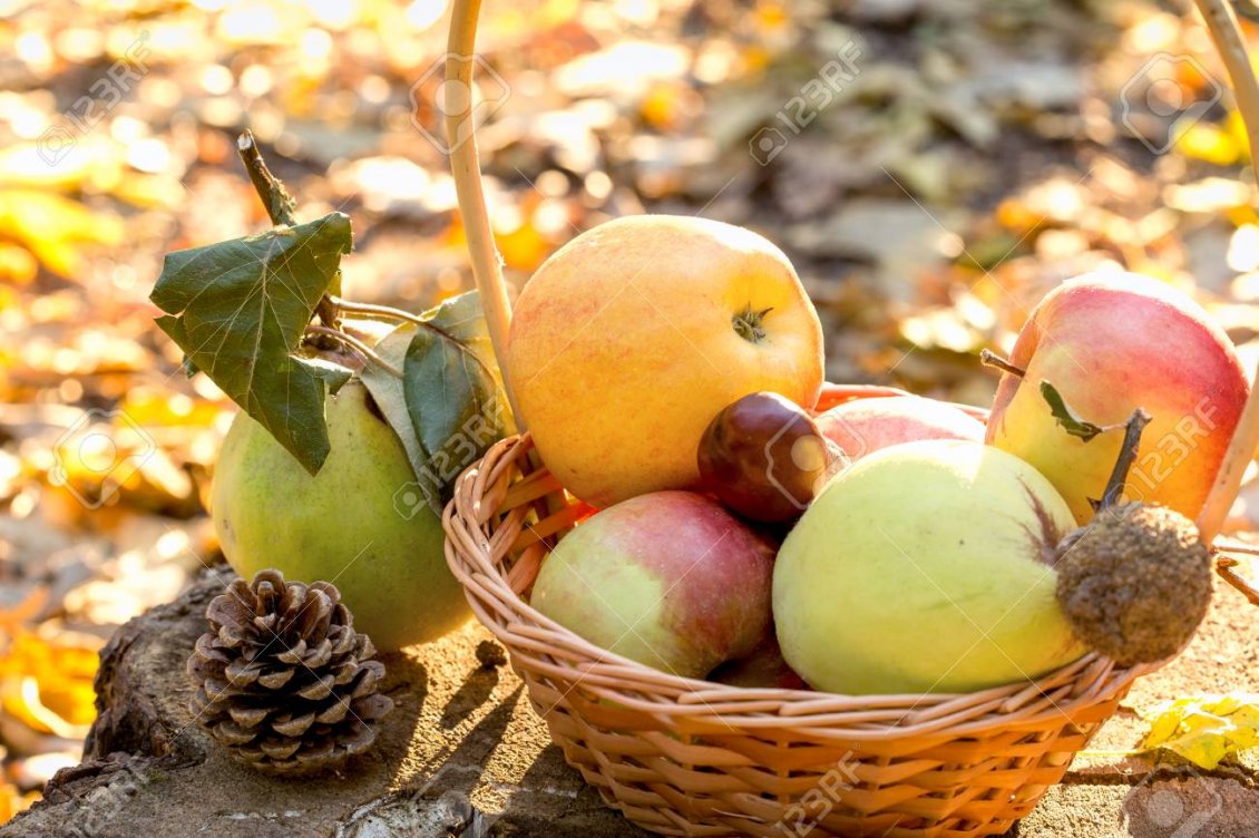 Download Wallpaper Autumn Fruits - Autumn Fruits - HD Wallpaper 