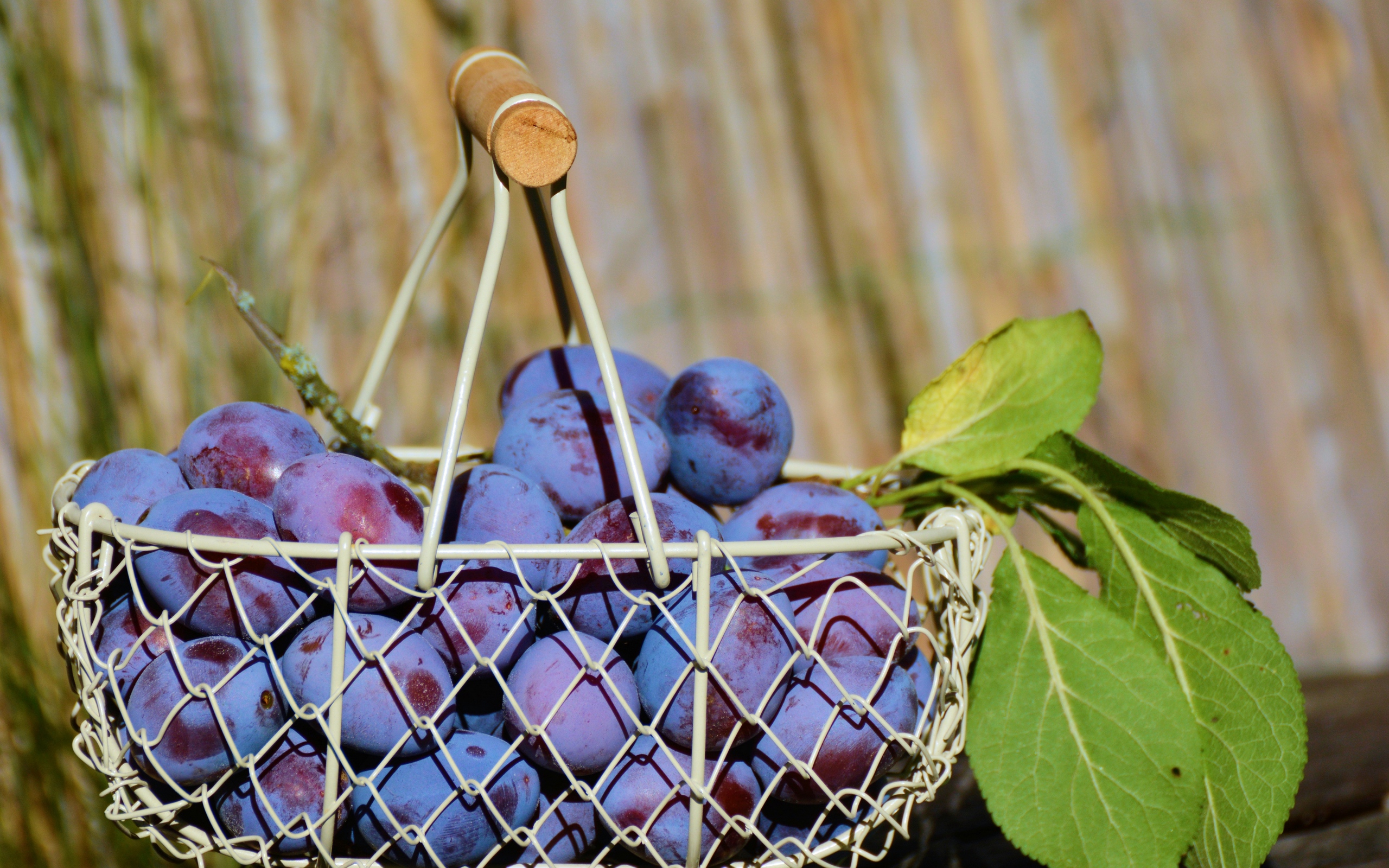 Wallpaper Plum, Fruit, Basket - Plum - HD Wallpaper 