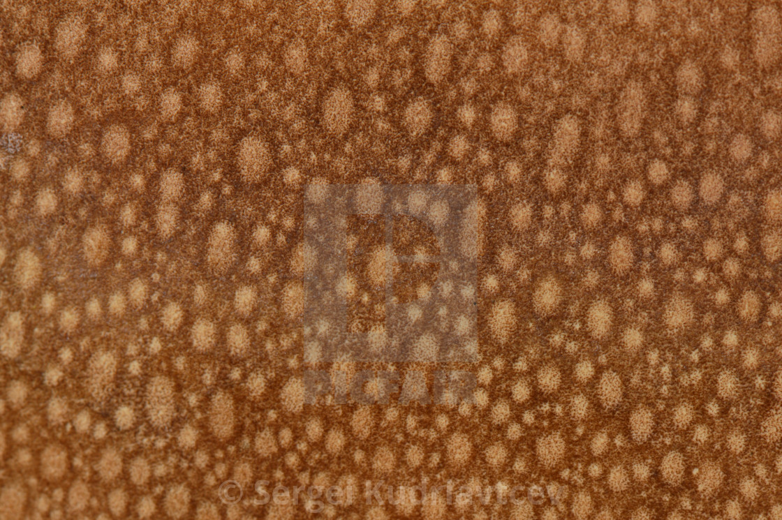 Texture Mushroom Head Fractal Pattern Abstract Background - Woven Fabric - HD Wallpaper 