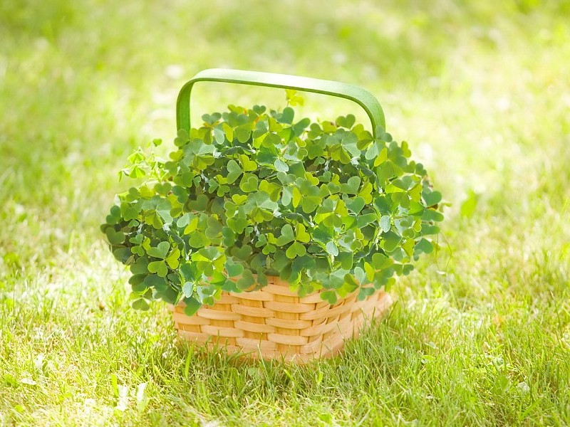 Hd Nice Nature Leave Basket Wallpaper - Clover Desktop Wallpaper Hd - HD Wallpaper 