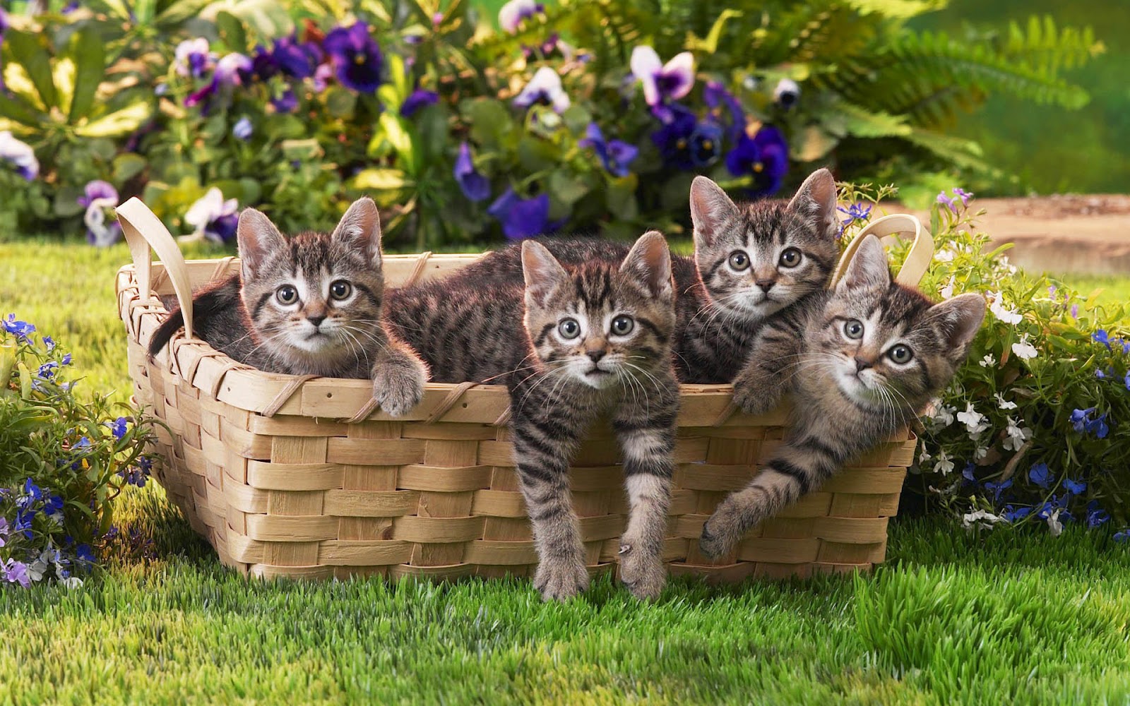 Funny Photo With Cute Little Cats In A Basket - New Photos Free Download - HD Wallpaper 
