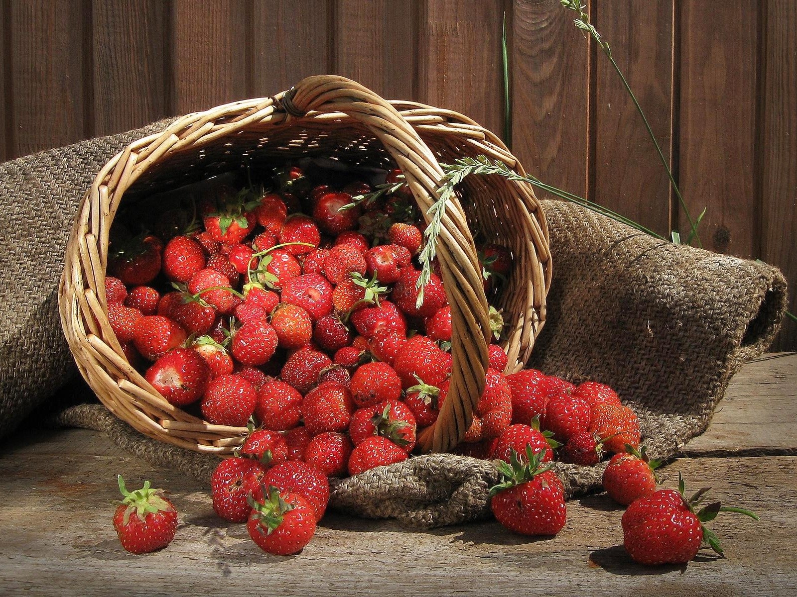 Fondos De Pantalla De La Fresa - HD Wallpaper 