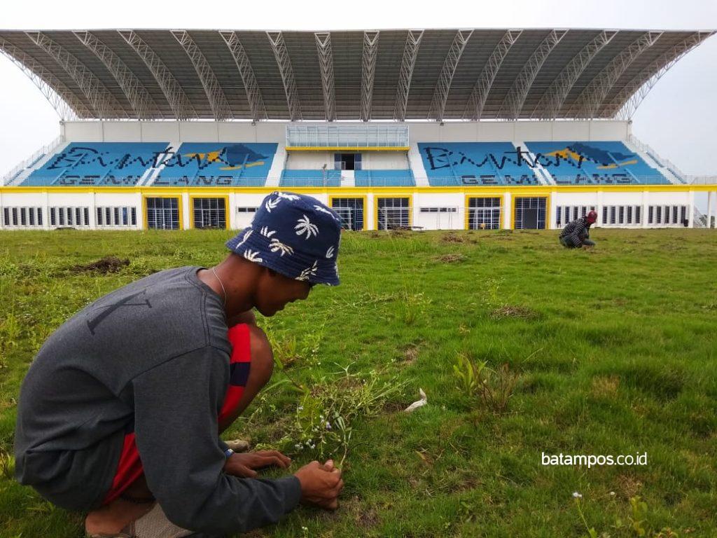 Grass - HD Wallpaper 