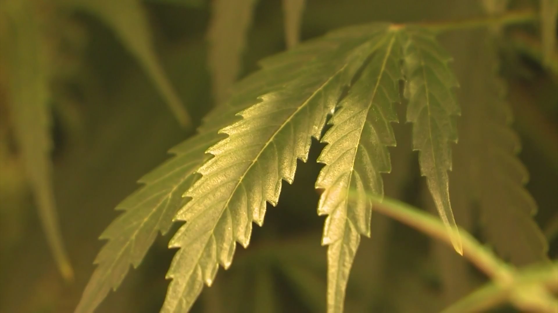 Maple Leaf - HD Wallpaper 