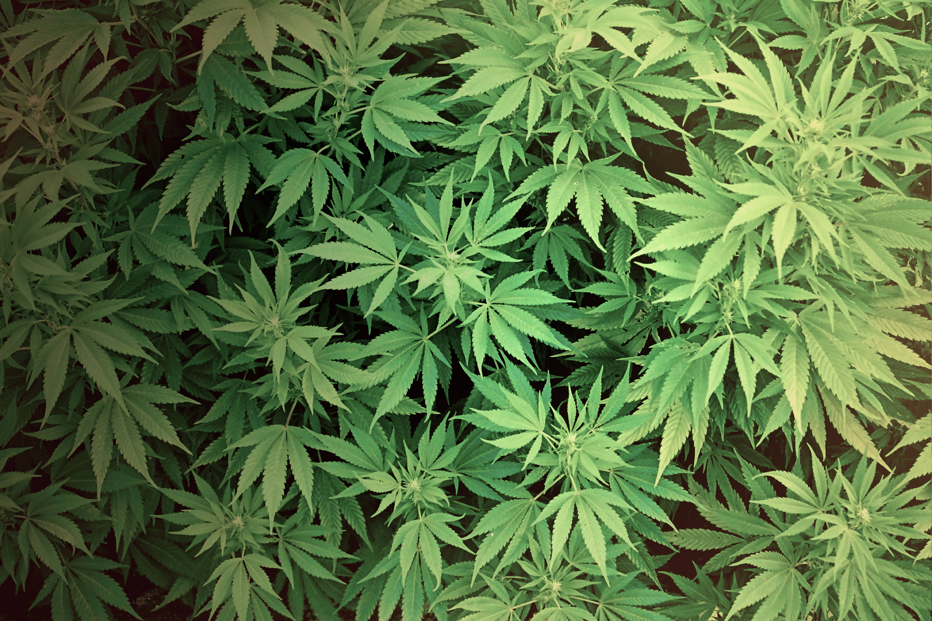 Drugs Youtube Channel Art - HD Wallpaper 