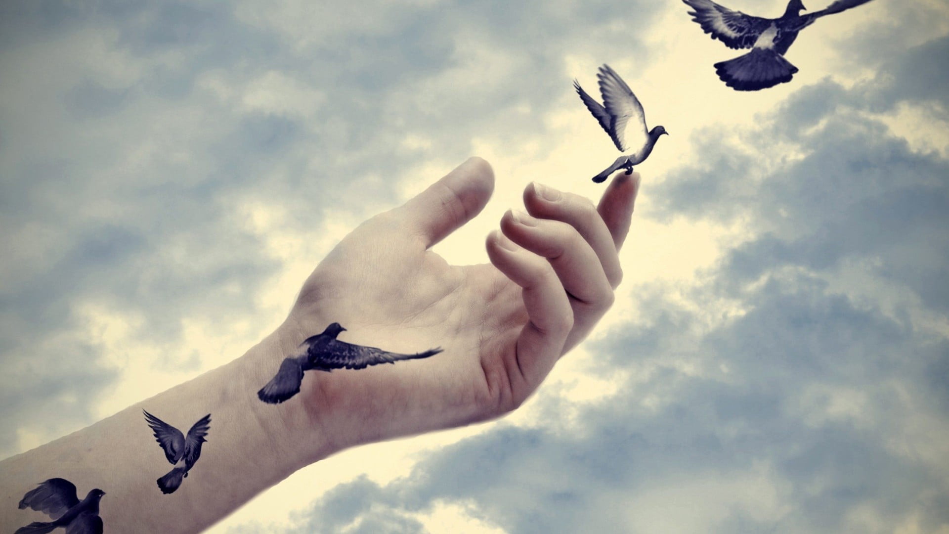 Bird Flying From Hand - HD Wallpaper 