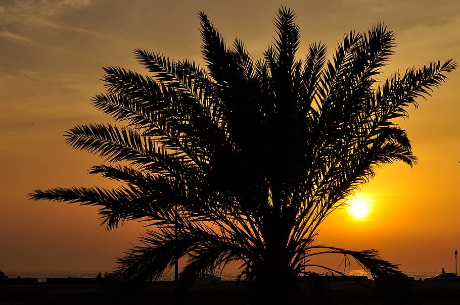 Great Prints Philippines, George Paris, Golden Sunset, - Faune Et Flore Arabie Saoudite - HD Wallpaper 