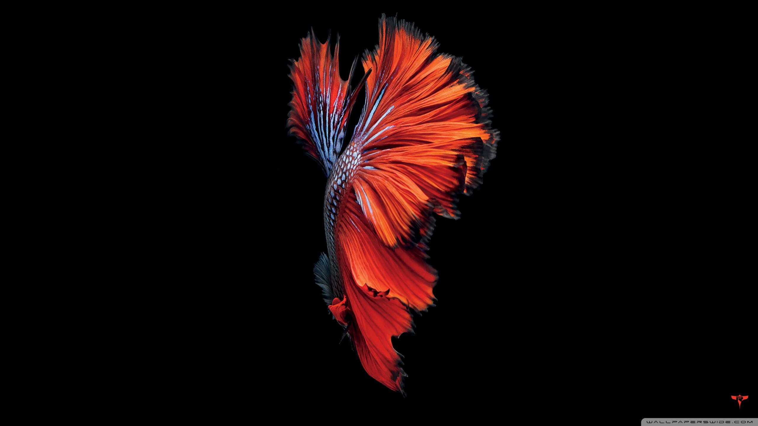 Chucky Doll Wallpaper Photo - Chucky Doll - HD Wallpaper 