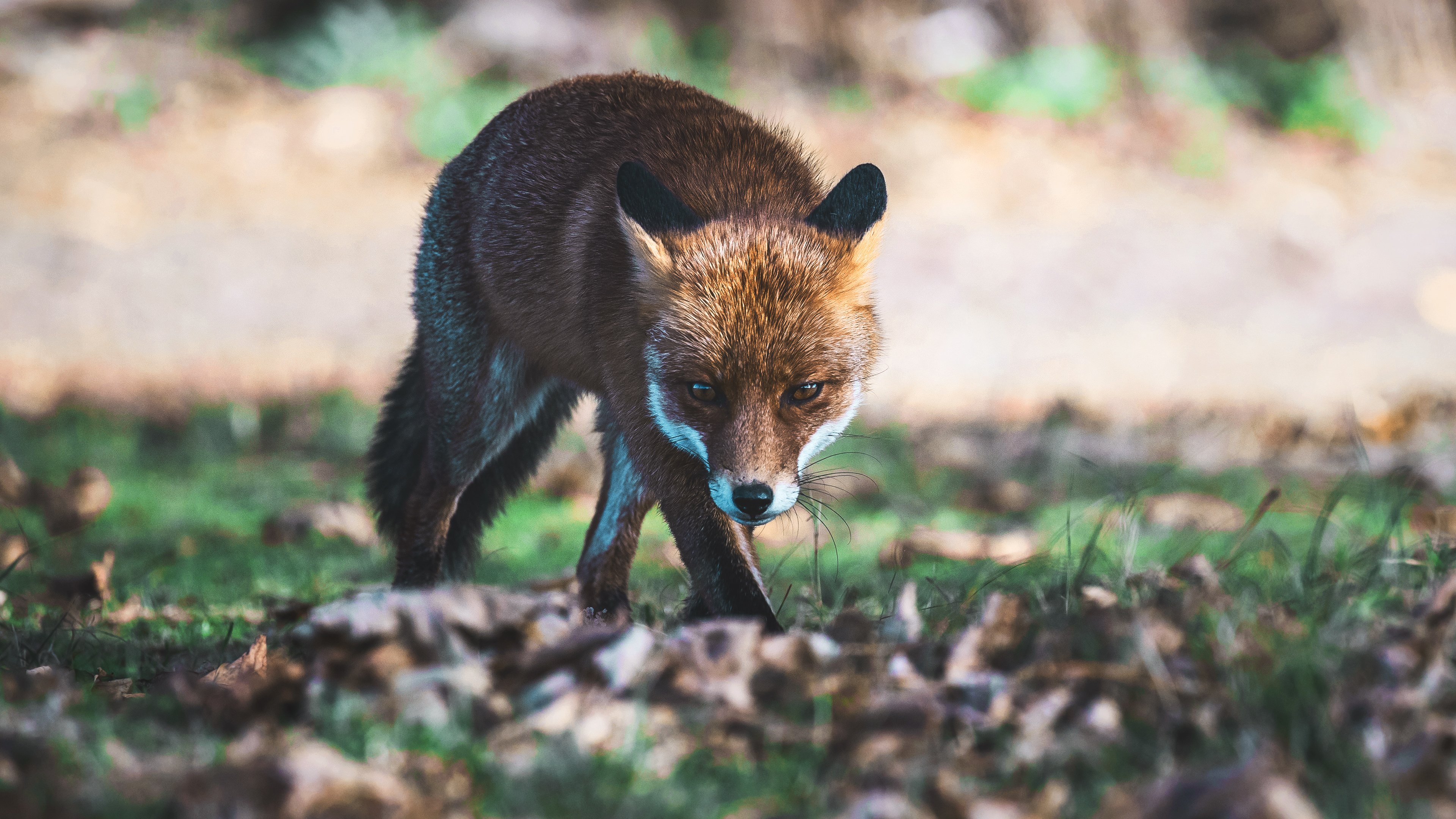 Come At Me Bro Wallpaper - Red Fox - HD Wallpaper 