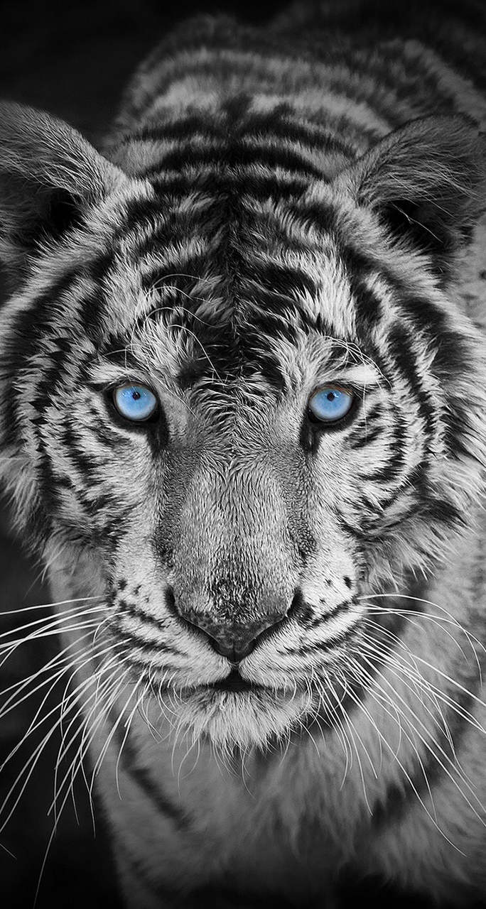 Animal, Background, Black - Tiger Wallpaper Iphone 6 - HD Wallpaper 