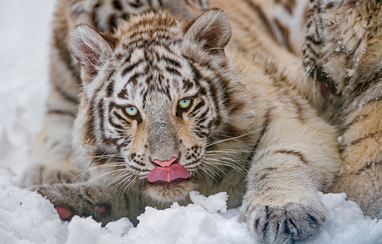 Photo Wallpaper Winter, Language, White, Look, Snow, - Siberian Tiger - HD Wallpaper 