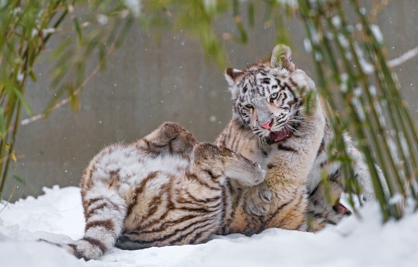 Photo Wallpaper Winter, White, Look, Leaves, Snow, - Siberian Tiger - HD Wallpaper 