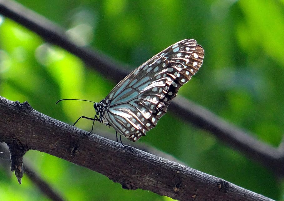 Blue Tiger, Butterfly, Tirumala Limniace, India, Insect, - Blue Tiger - HD Wallpaper 