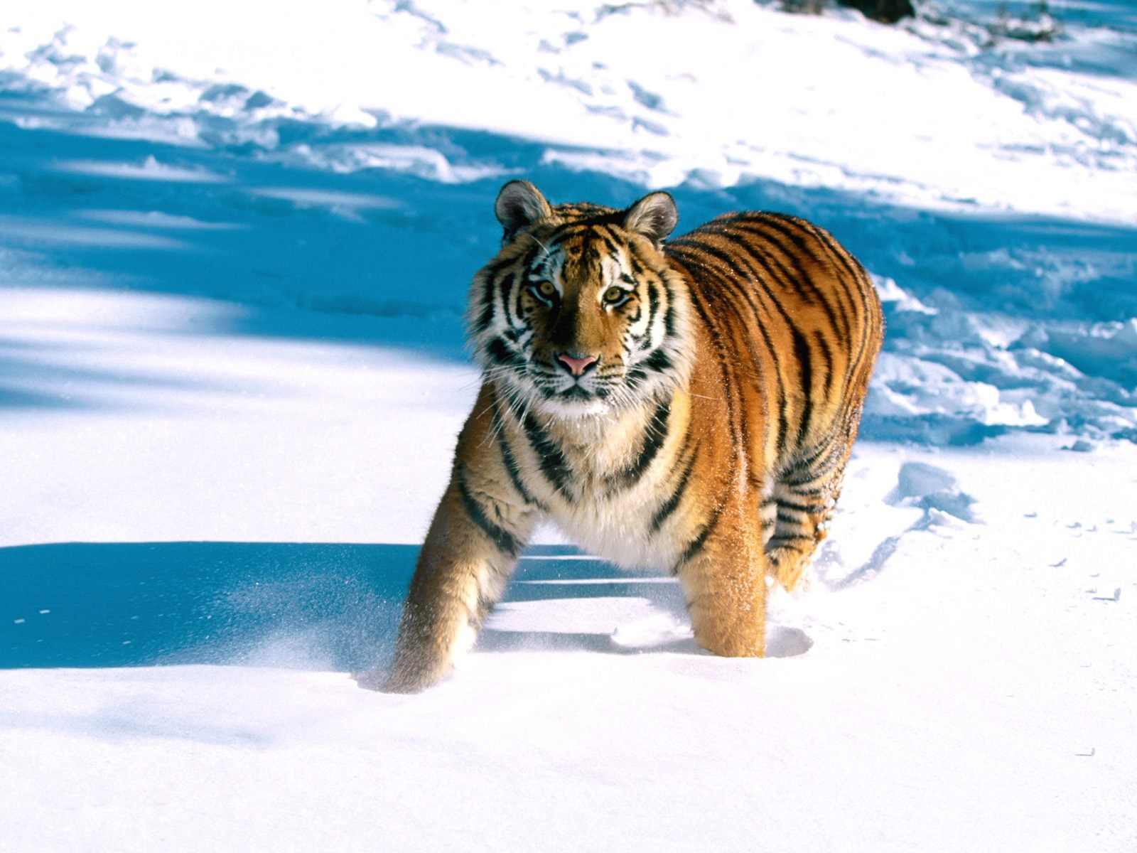 Majestic Grace, Siberian Tiger - Majestic Siberian Tiger - HD Wallpaper 