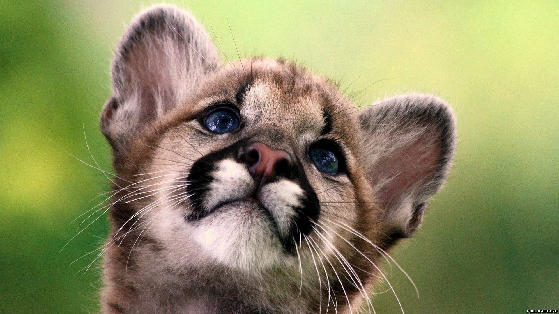 Kind Eyes, Blue, Tiger - Cute Baby Animals Hd - HD Wallpaper 