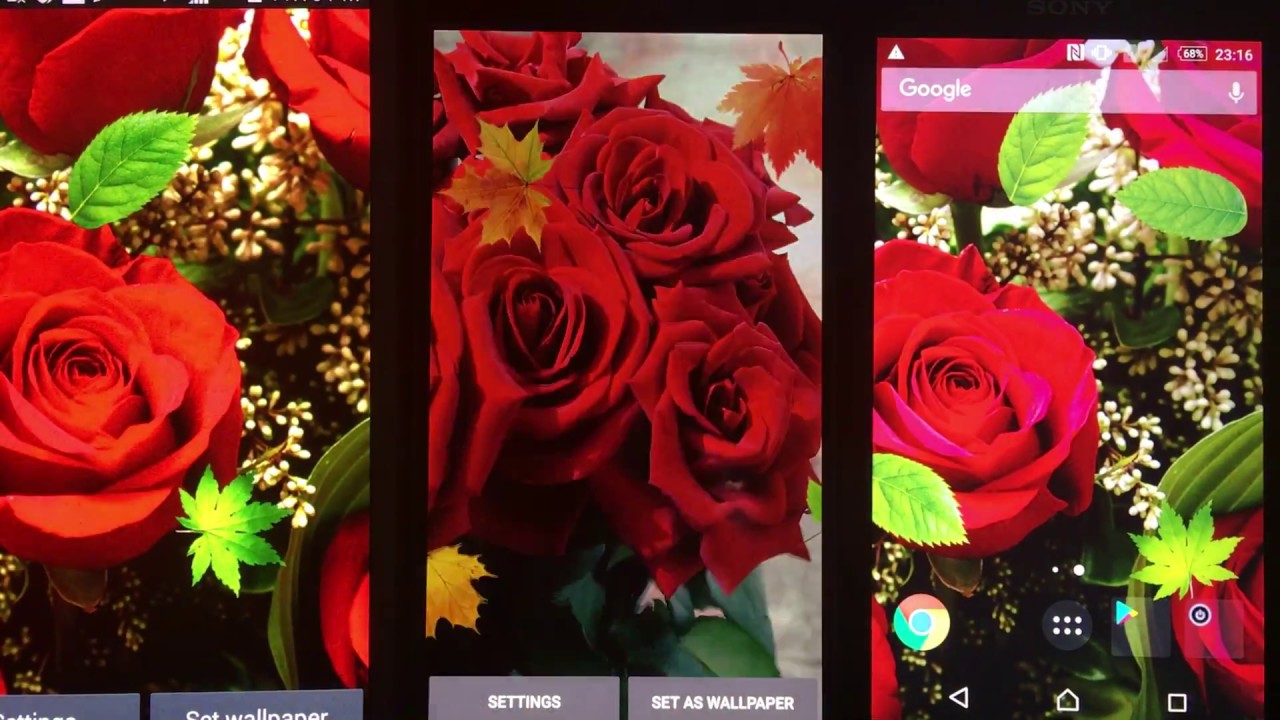 Garden Roses - HD Wallpaper 