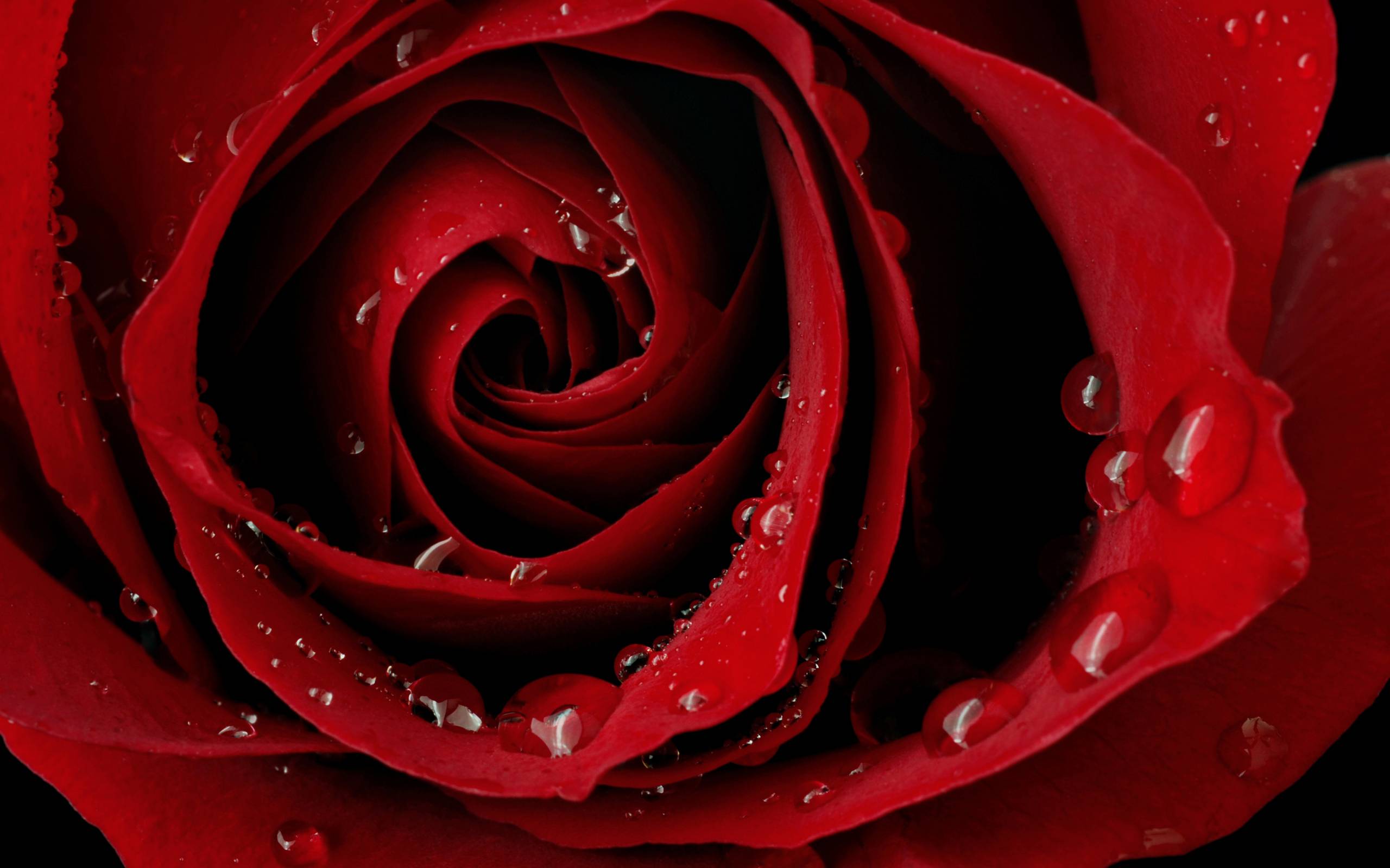 2016 Red Rose Hdq Wallpapers - HD Wallpaper 