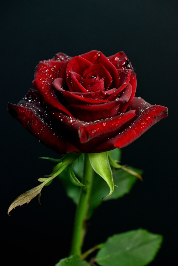3d Wallpaper Rose For Android Image Num 2