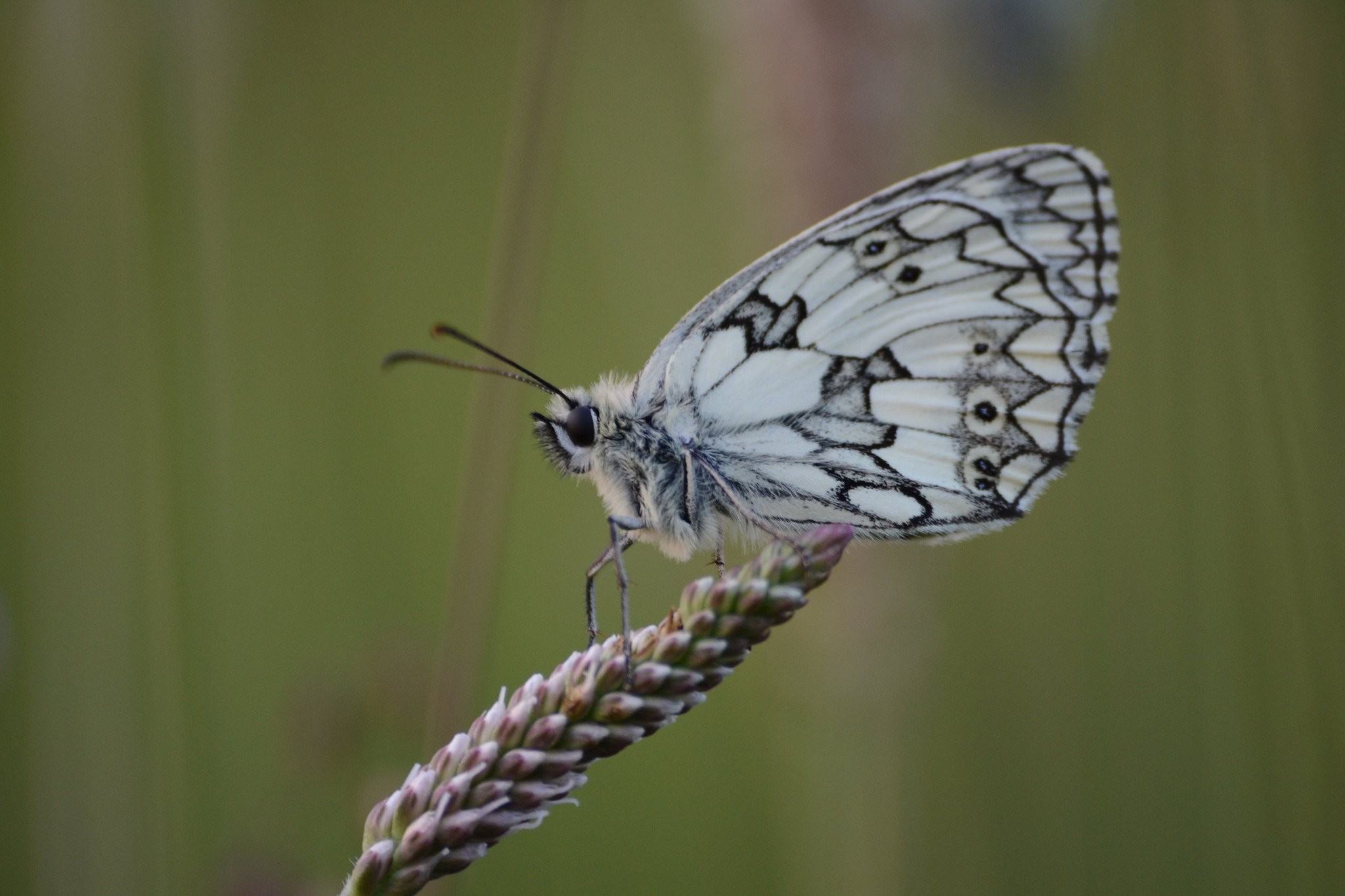 Nature Wallpaper For Whatsapp Dp - HD Wallpaper 