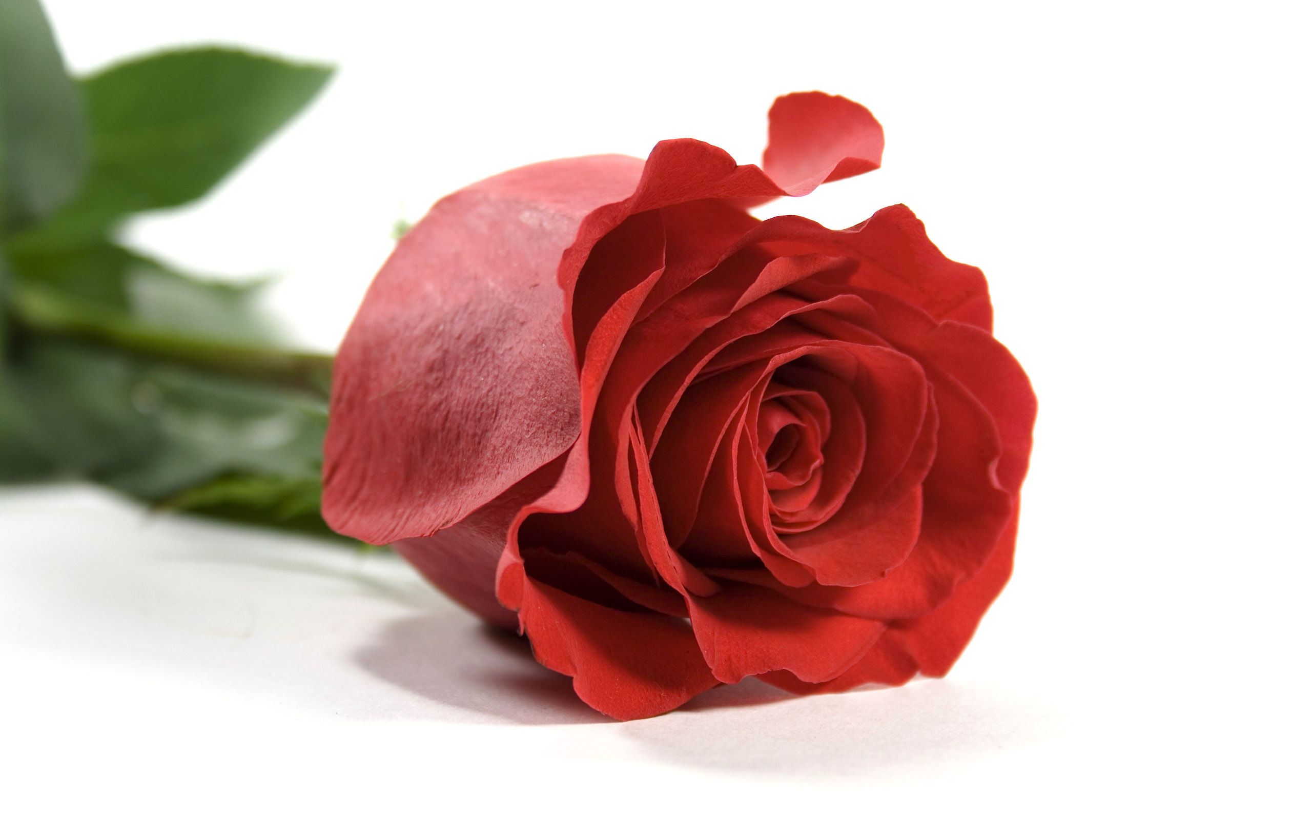 Beautiful Rose Wallpaper Download - Single Red Rose Flowers Hd - HD Wallpaper 