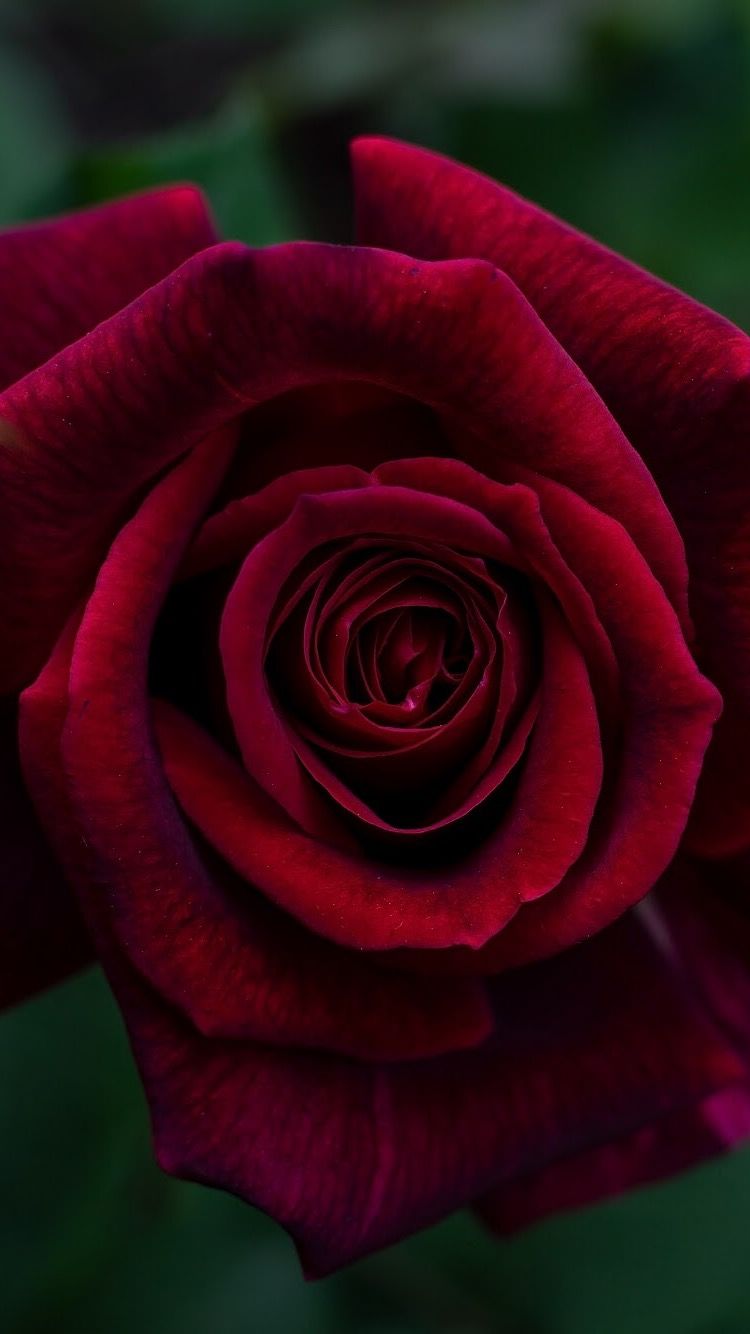 Floribunda - HD Wallpaper 