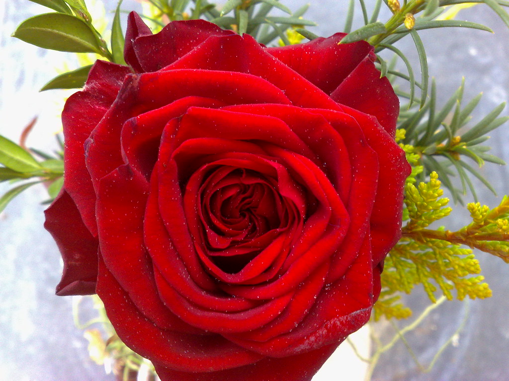 Floribunda - HD Wallpaper 