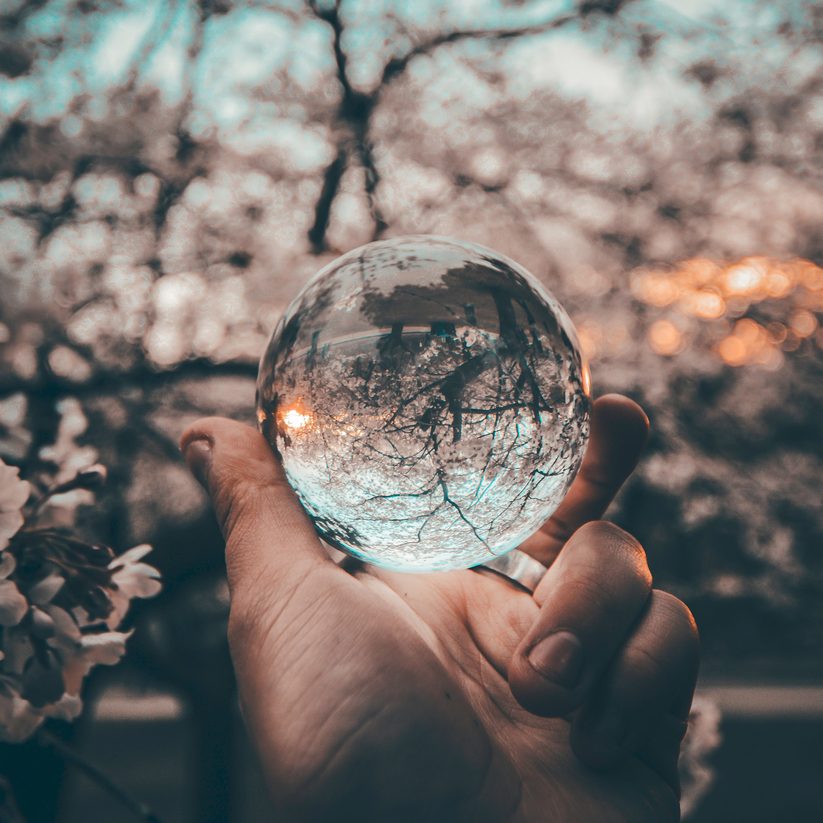 Flower Bubble In Nature - HD Wallpaper 