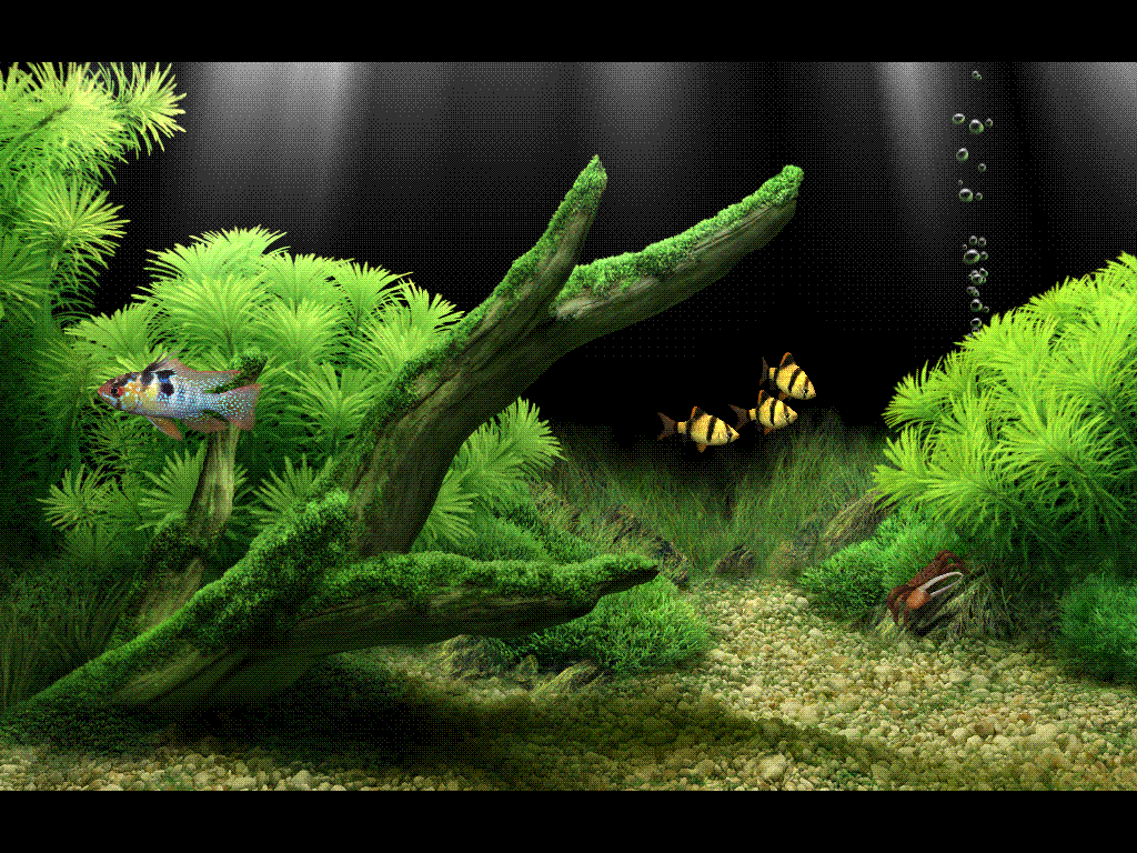 Desktop Aquarium 3d Live Wallpaper Image Num 25