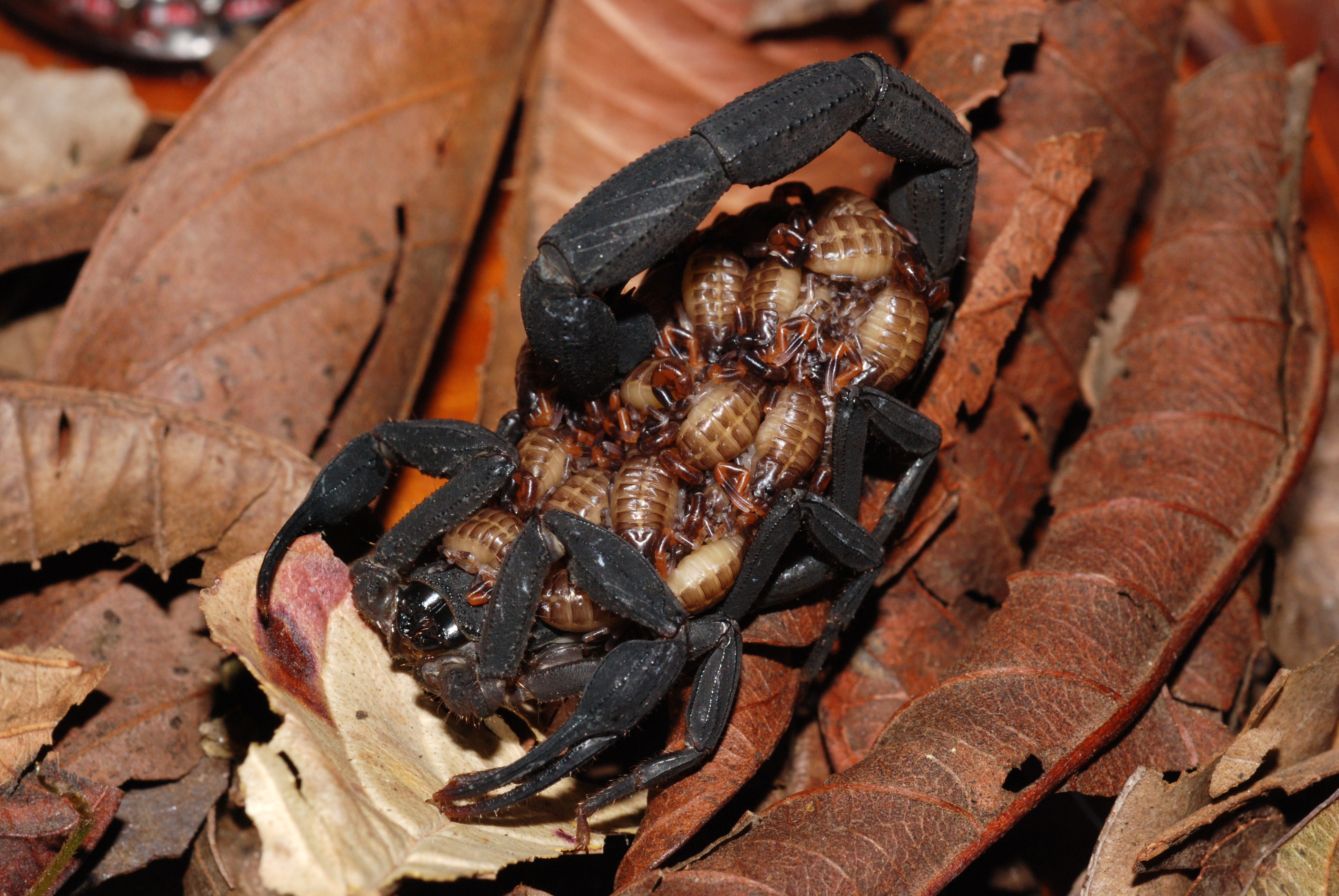 4k Scorpion - HD Wallpaper 