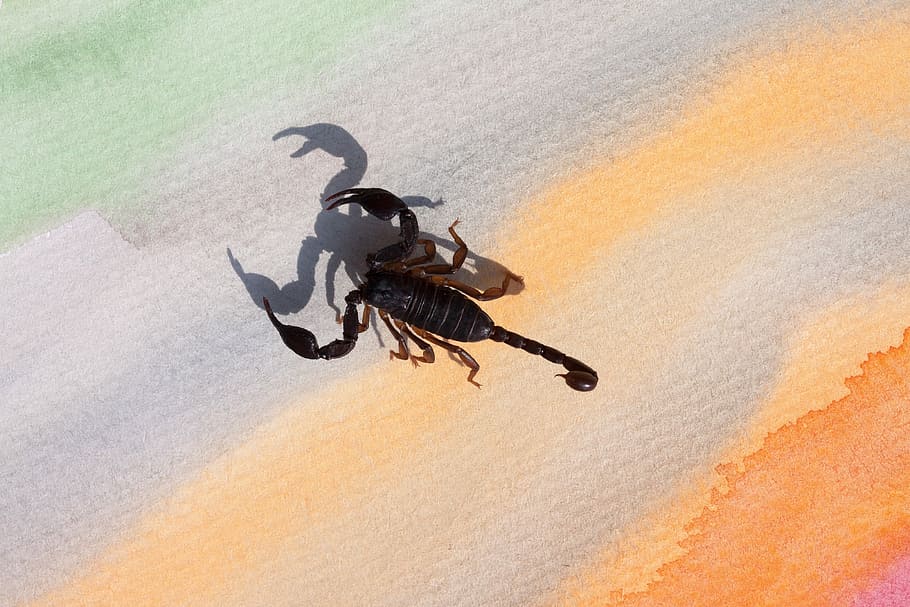 Scorpio, Androctonus Crassicauda, Gripper, Sting, Attack, - Happy Birthday Fellow Scorpio - HD Wallpaper 