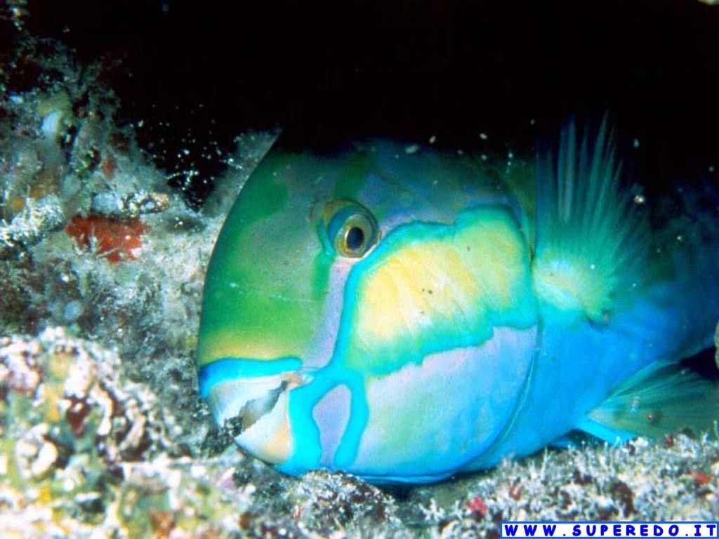 Pisces - Underwater - HD Wallpaper 