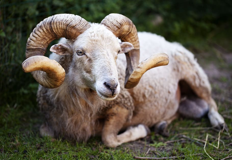 Focus Photo Of Brown Sheep, Aries, Lying, Antlers, - Aries Animal - HD Wallpaper 