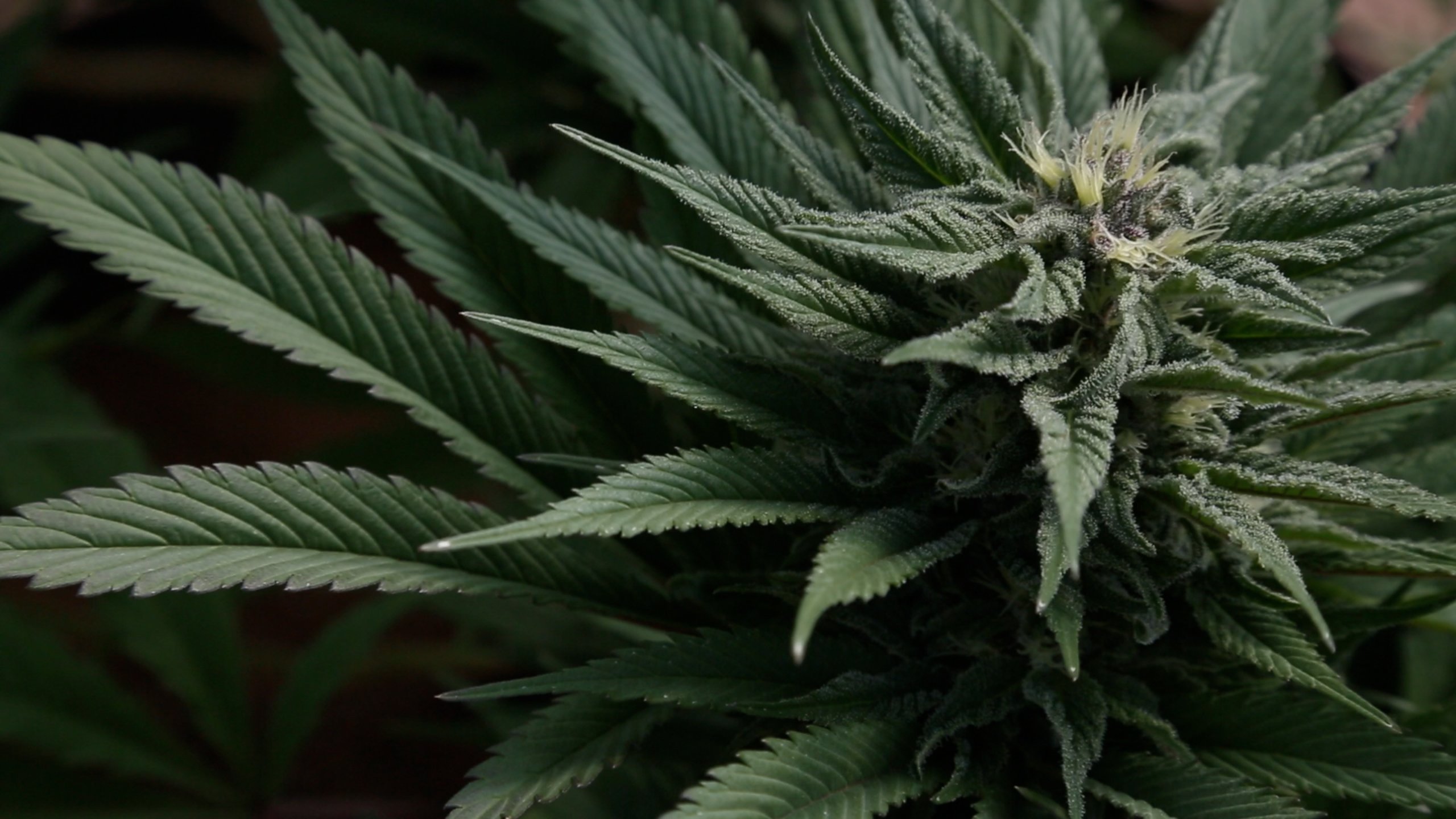 4k Wallpaper Weed - 2560x1440 Wallpaper 4k Wallpaper Weed - 2560x1440 Wallpaper