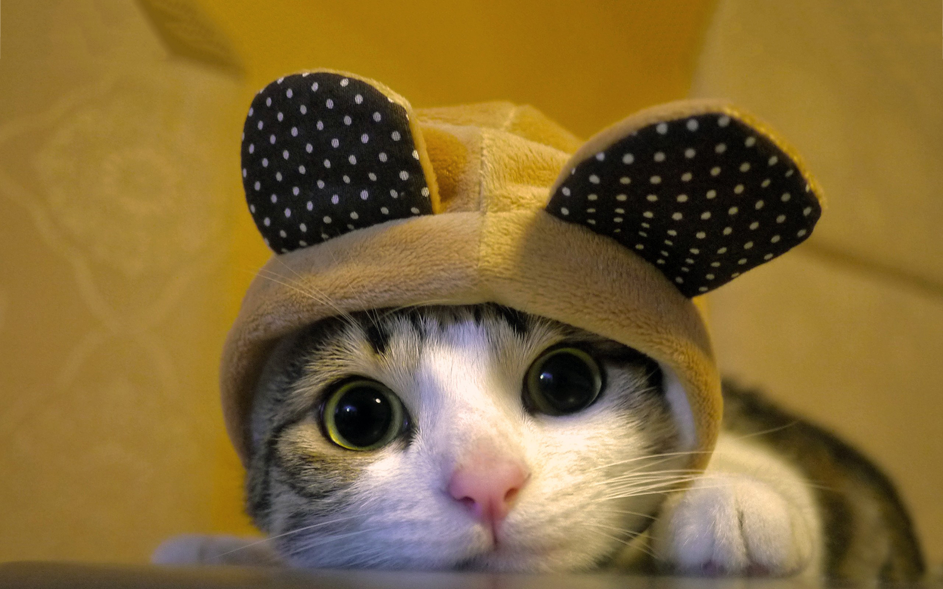 Cute Cat Background - HD Wallpaper 