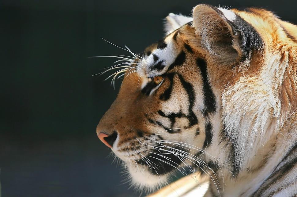 Profile Of A Bengal Tiger Wallpaper,tiger Hd Wallpaper,bengal - Profile Of A Tiger - HD Wallpaper 