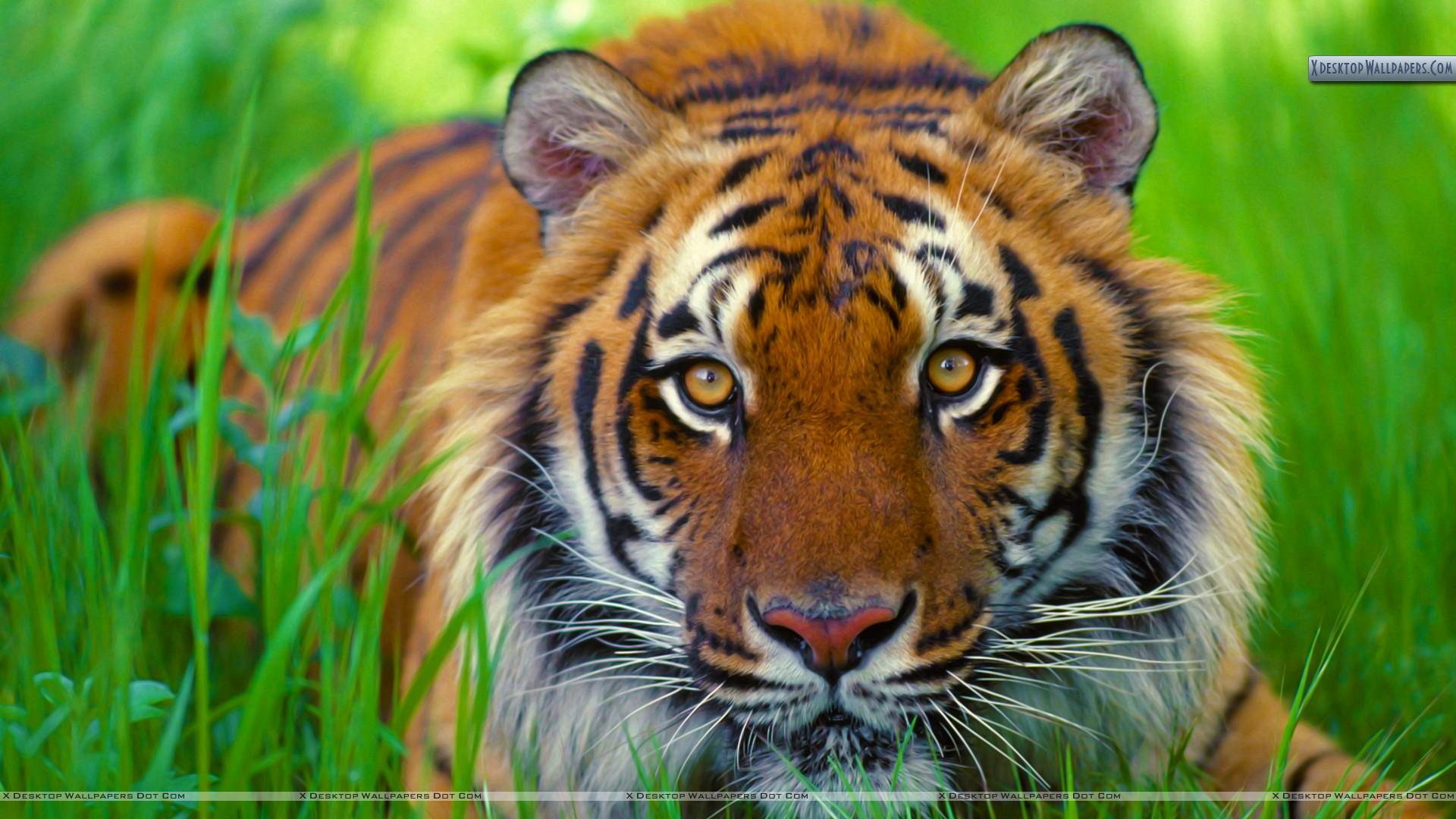 Bengal Tiger Up Close - HD Wallpaper 