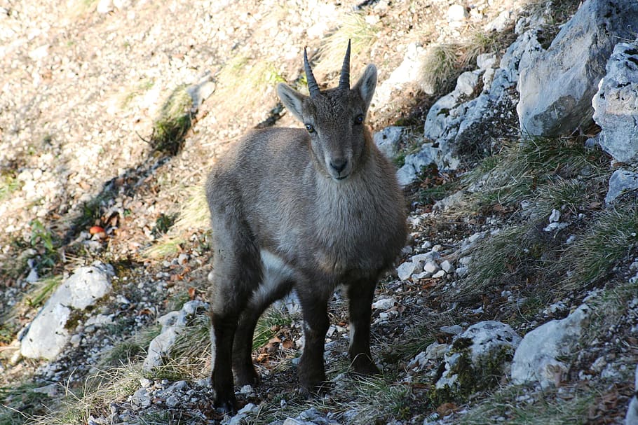 Stone Geiss, Capricorn, Ruminant, Alpine Ibex, Young - Goat - HD Wallpaper 