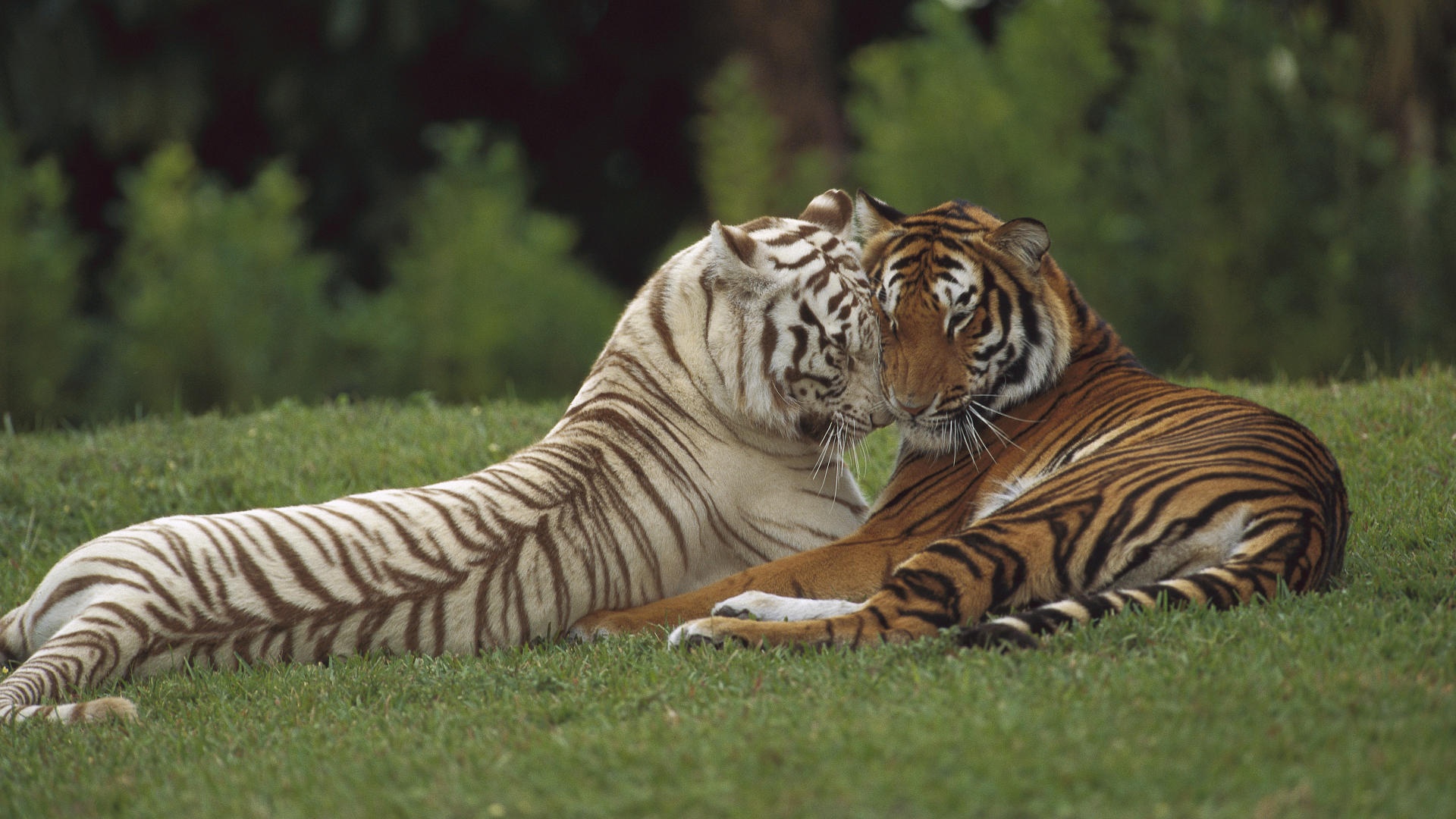 Orange Tiger And White Tiger Love - HD Wallpaper 