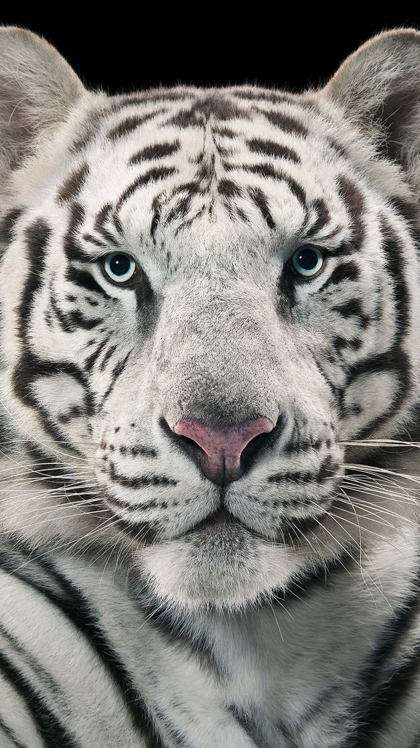 White Tiger Hd 4k Wallpaper Iphone - 1440x2560 Wallpaper 
